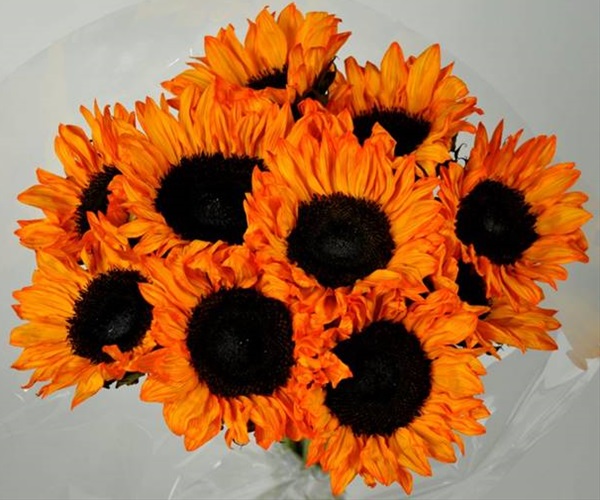 Sunflower Tinted Orange Sunflowers Flowers and Fillers Flowers by